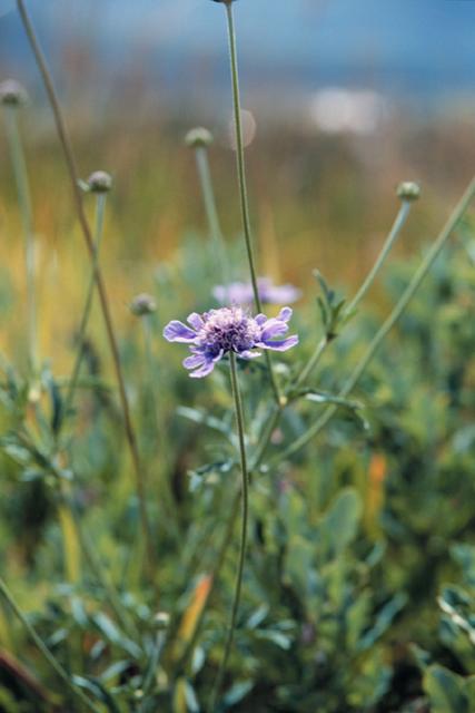 a flower