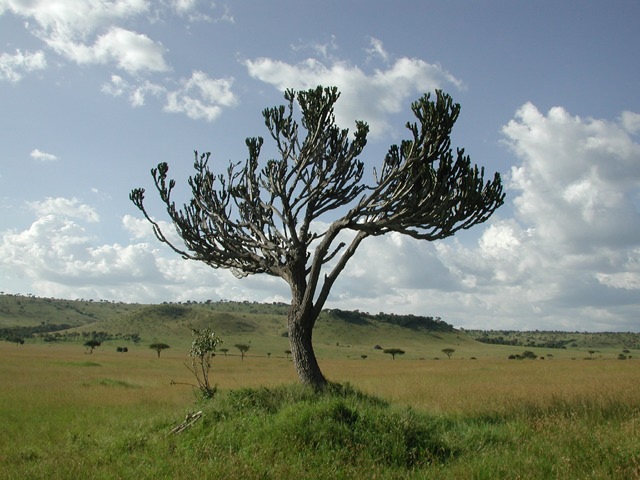 Masai Mara N. R., Kenya