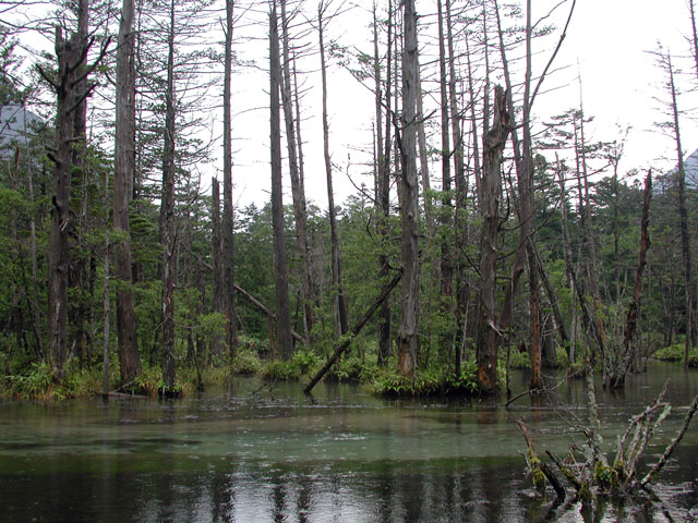 Dakesawa swamp