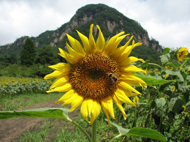 Oiwa flower garden