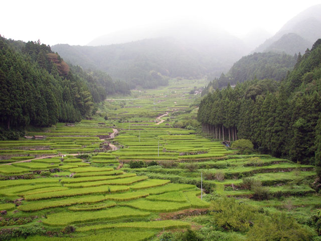 Yotsuya rice terraces