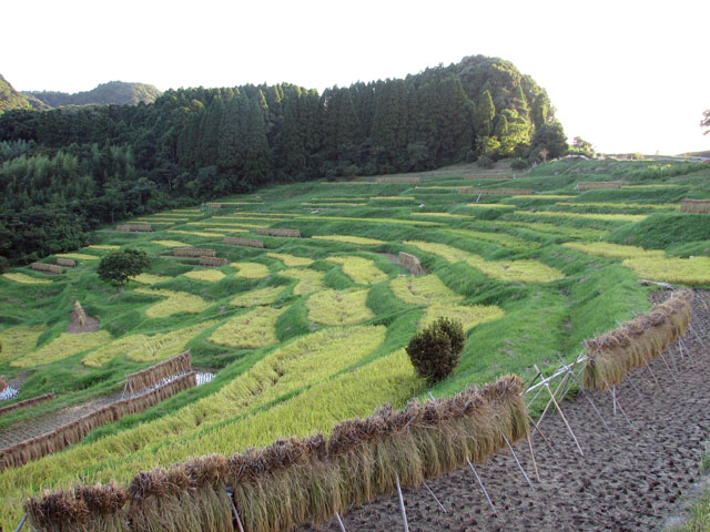 Oyama rice terraces