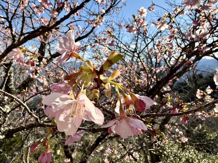 �ɓ��p�m���}�p�[�N