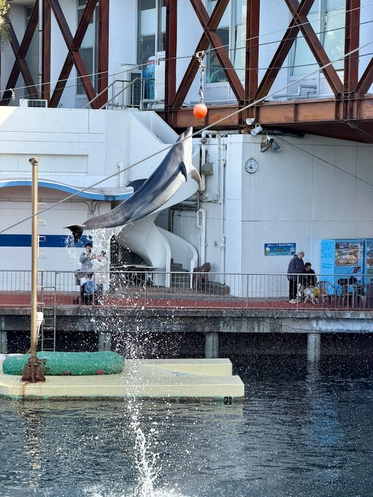 �ɓ��E�O�ÃV�[�p���_�C�X