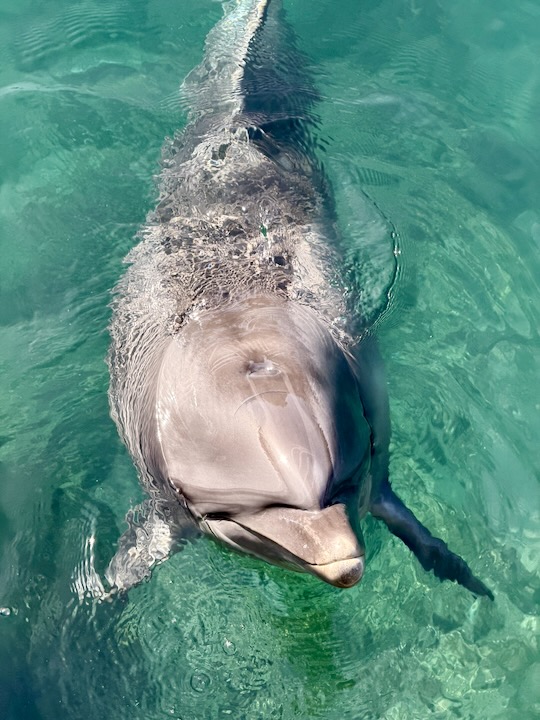 �ɓ��E�O�ÃV�[�p���_�C�X