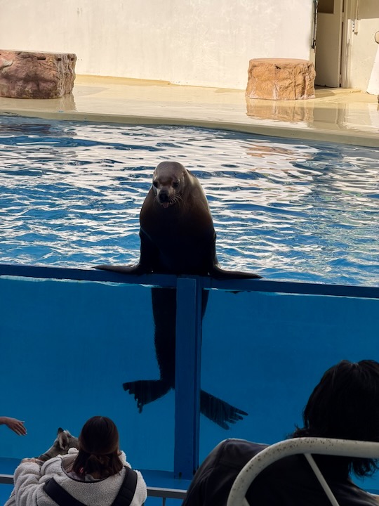 �ɓ��E�O�ÃV�[�p���_�C�X